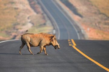 Common warthog