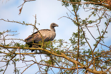 Fototapeta premium White-backed vulture