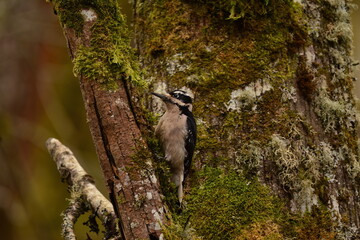 Hairy Woodpecker on a tree