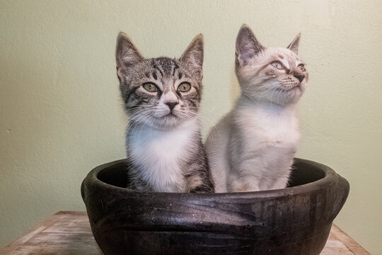 Gatinhos