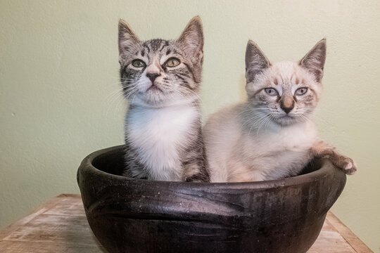 Gatinhos