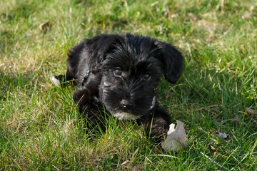black yorkshire terrier mix puppy on green meadow