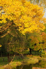 秋の風景　公園の紅葉