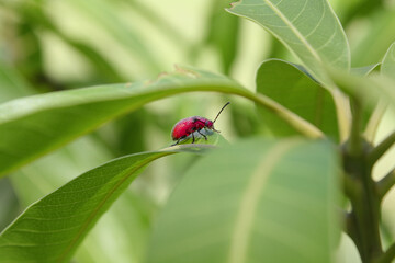 ladybug on a leaf
