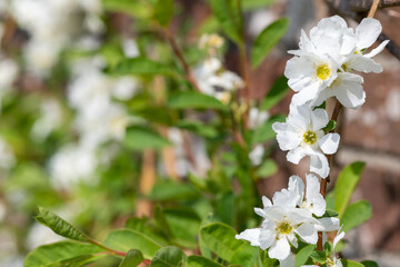 Close up of common pearlbush (exochorda racemosa) flowers in bloom