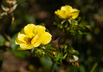 Yellow rose on the branch in the garden. Beautiful bush of golden yellow tea roses in a spring garden, closeup, flower bush