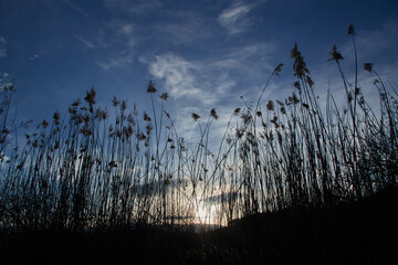 Reeds contrasted against a blue sky with clouds