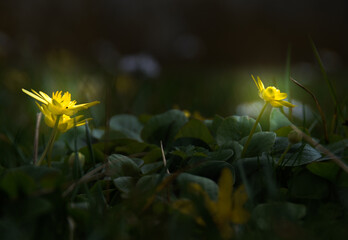 Luce gialla © gianniarmano