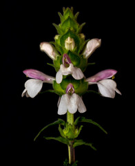 Fiore con sfondo nero