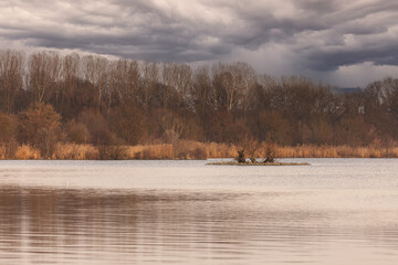An island in the middle of a pond on which grass and trees grow. Swans are swimming around.