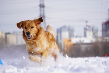 golden retriever running in the snow