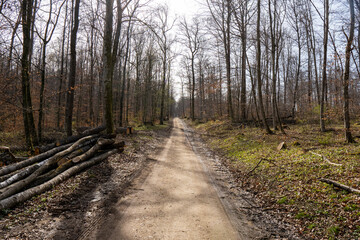 Fototapeta premium Way in the woods daylight scene autumn