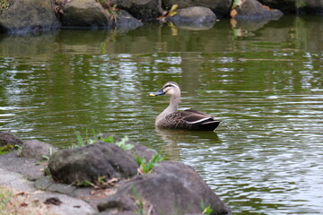 湖畔で休むカルガモ
