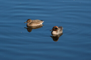 仲良く泳ぐつがいのコガモ