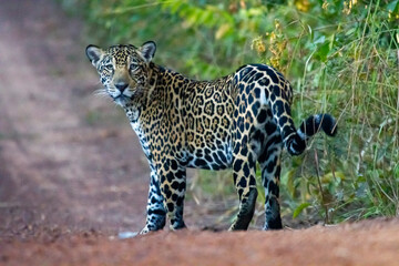jaguar pantanal Bolivia