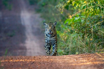 la princesa del pantanal © ale