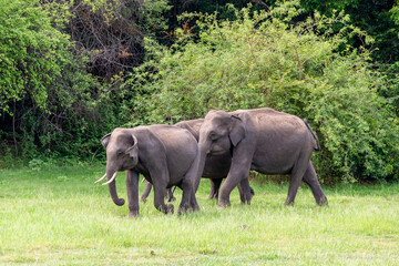 Little tuskers of Sri Lanka. Young Tusked Elephants roaming in Minneriya National Park