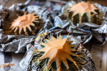 サボテンの胴切り