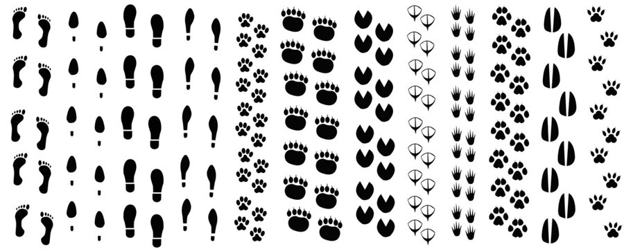 male footprints, female footprints, animal footprints, shoe footprints, footprints