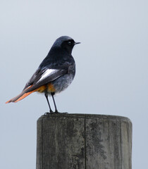 black and red bird on a fence, cabe of peñas, asturias
