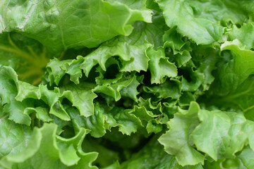 Closeup on a head of fresh green lettuce leaves