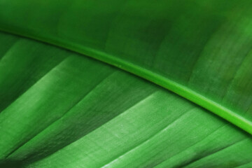 green leaf close up 