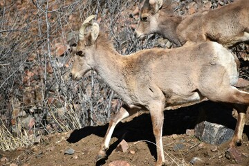 Young bighorn sheep running