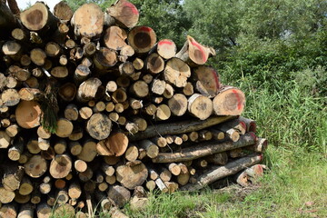 切り出された丸太 広葉樹