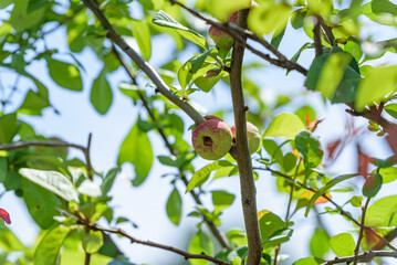 Young fruits of flowering quince on the tree
