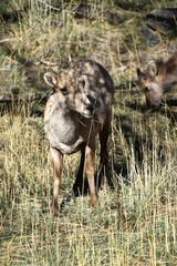 Bighorn sheep grazing