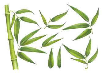 Set of bamboo elements isolated on white