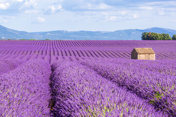 Provence, Lavender field at sunset, Valensole Plateau - 585249548