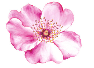 Bouquet of sakura flowers. Pink spring floral