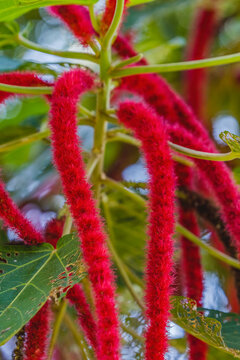 Red Hot Cat Tail Phillipine Medusa Chenille Plant Flowers