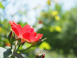 赤い薔薇, Red Rose