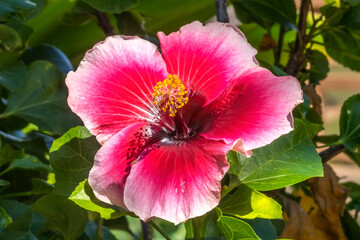 Lana's Paradise Dark Pink White Tropical Hibiscus Flower Hawaii