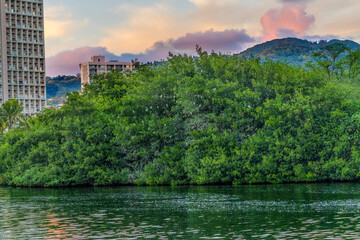 White Cattle Egrets Nesting Colony Trees Canal Waikiki Honolulu Hawaii