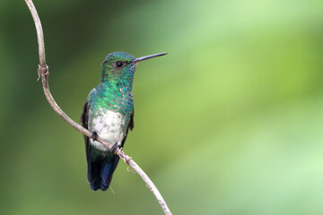 Blue-chinned Sapphire hummingbird (Chlorestes notata) perched on a branch over a green background