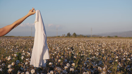 white cotton shirt on outstretched arm with cotton field in background. concept of growing cotton in production. Clothing business. girl hand holds strict office shirt made of fabric.