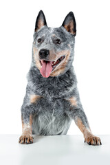 Portrait of australian cattle dog or blue heeler with paws lying on table isolated on white background