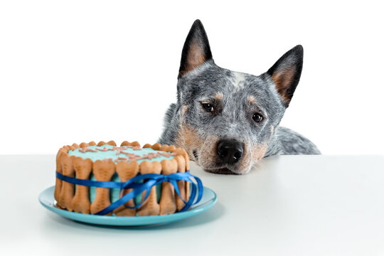 Close up portrait of tricky Australian cattle dog or blue heeler watching at birthday cake isolated on white background. Copy space