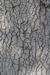 Oak bark