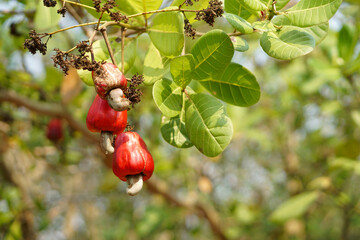 Red cashew fruits in garden. Fresh and organic. Concept. Export agricultural production crops in...