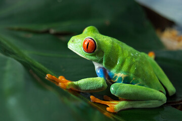 Rana arborícola (Agalychnis callidryas)