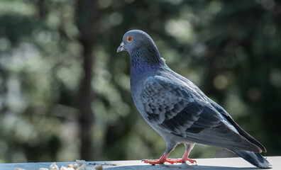 Pigeon standing on a balcony
