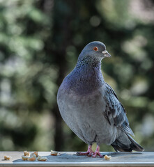 Pigeon looking at the camera