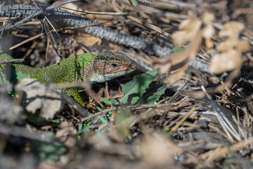 European male green lizard coming out of his home