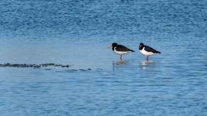 Pair of Oystercatchers