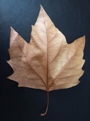 dry maple leaf on a surface