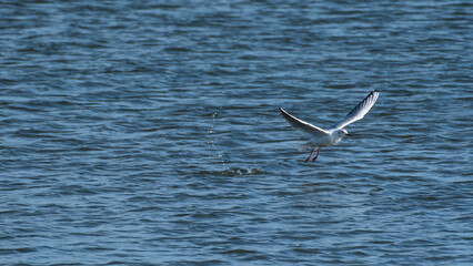 Fototapeta na wymiar Gull lift off from a lake surface